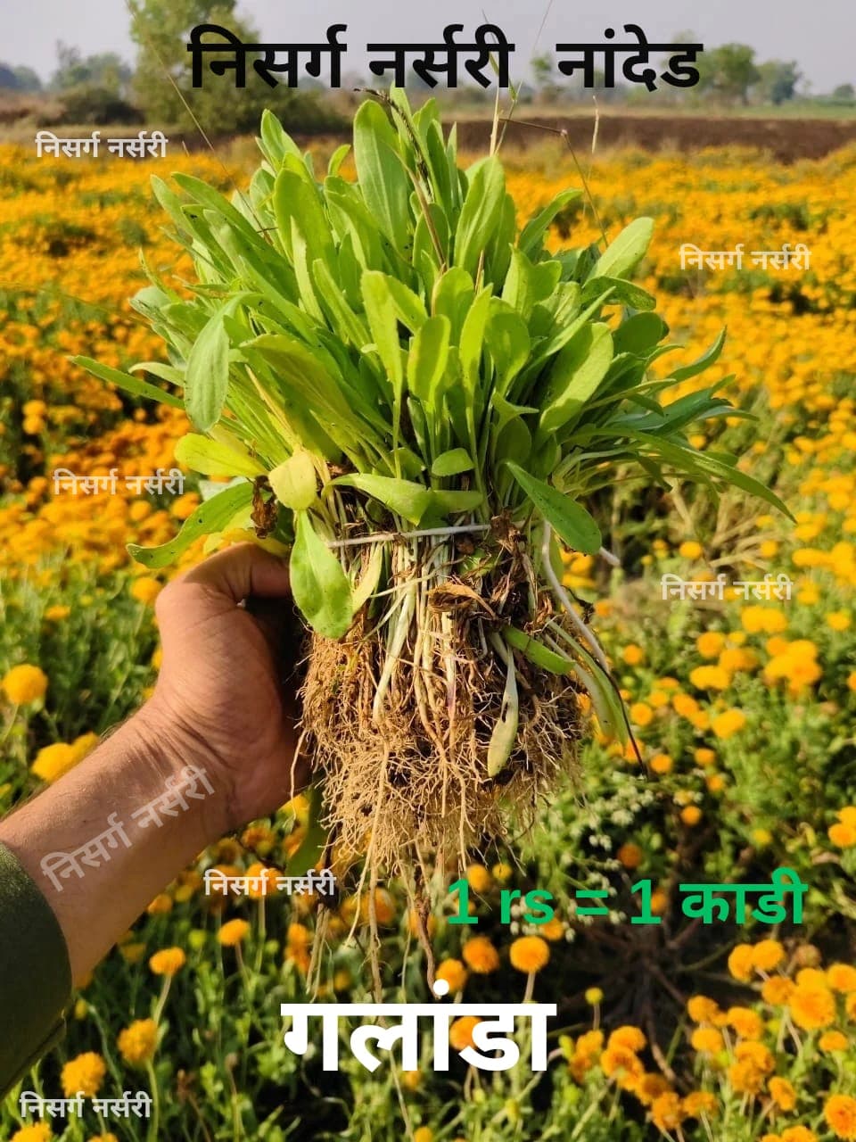 नांदेड गलांडा फुलांची रोपे  मिळेल