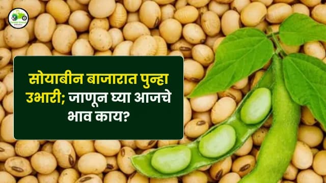 सोयाबीन बाजारात पुन्हा उभारी; जाणून घ्या आजचे भाव काय?