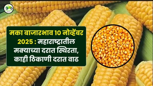 मका बाजारभाव 10 नोव्हेंबर 2025 : महाराष्ट्रातील मक्याच्या दरात स्थिरता, काही ठिकाणी दरात वाढ