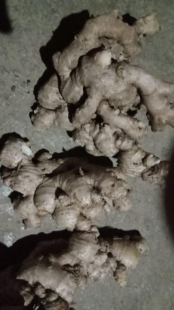 अद्रक विक्रीसाठी उपलब्ध!