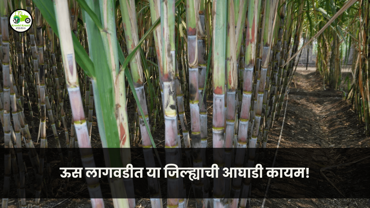 ऊस लागवडीत या जिल्ह्याची आघाडी कायम!