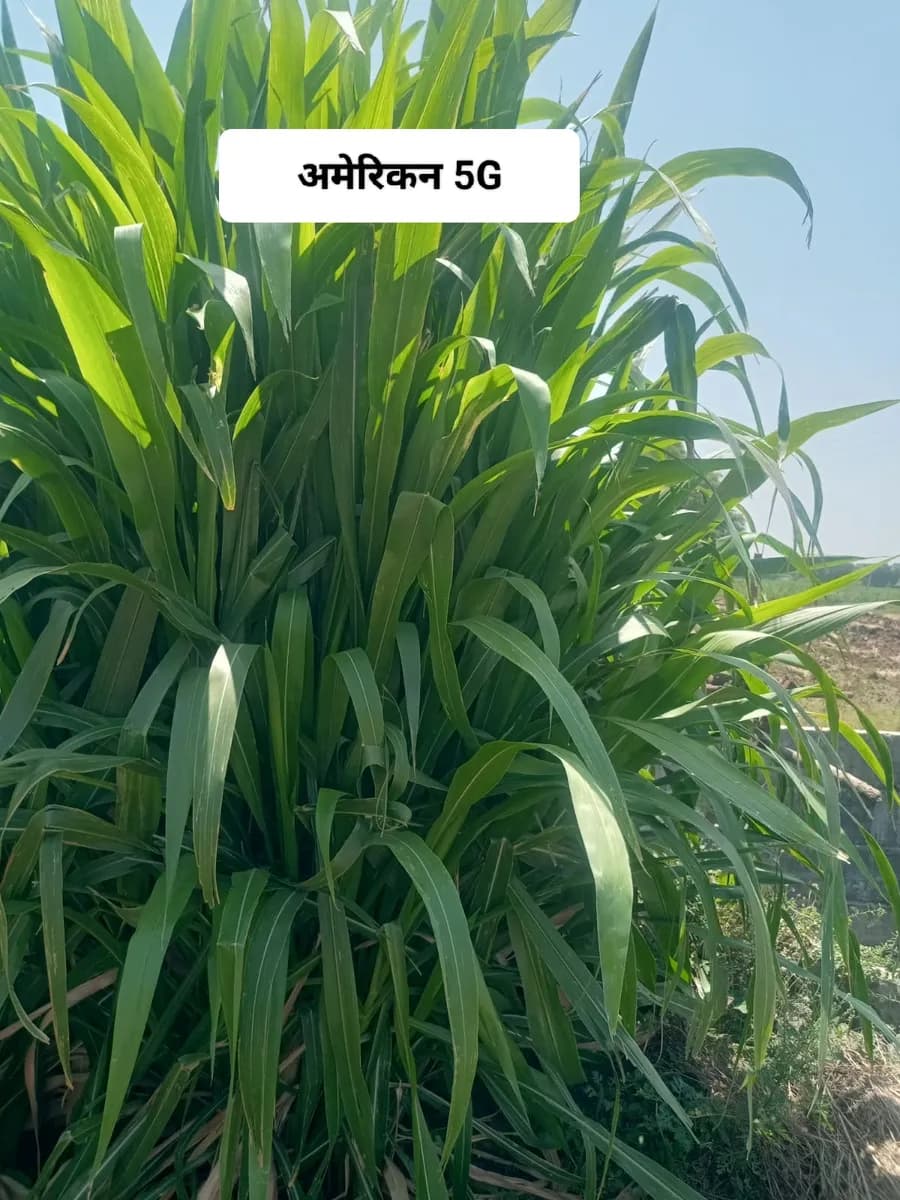 गवताचे बेणे मिळेल