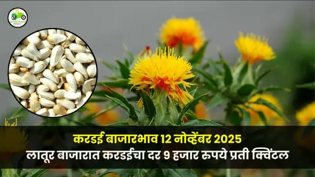 करडई बाजारभाव 12 नोव्हेंबर 2025 | लातूर बाजारात करडईचा दर ९ हजार रुपये प्रती क्विंटल