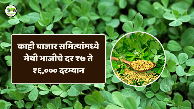 काही बाजार समित्यांमध्ये मेथी भाजीचे दर ₹७ ते ₹६,००० दरम्यान