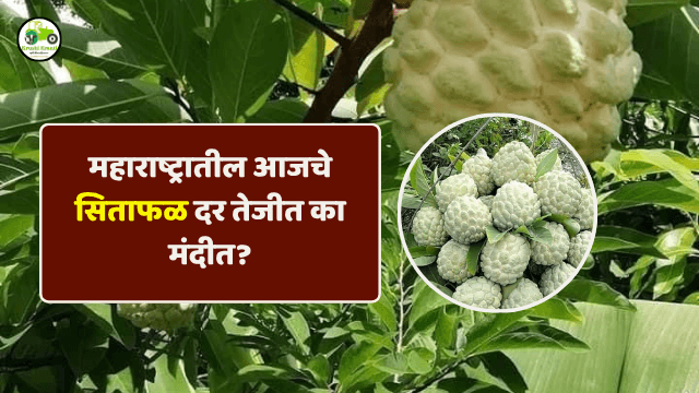 सिताफळ बाजारभाव 12 नोव्हेंबर 2025 | महाराष्ट्रातील आजचे सिताफळ दर तेजीत का मंदीत?