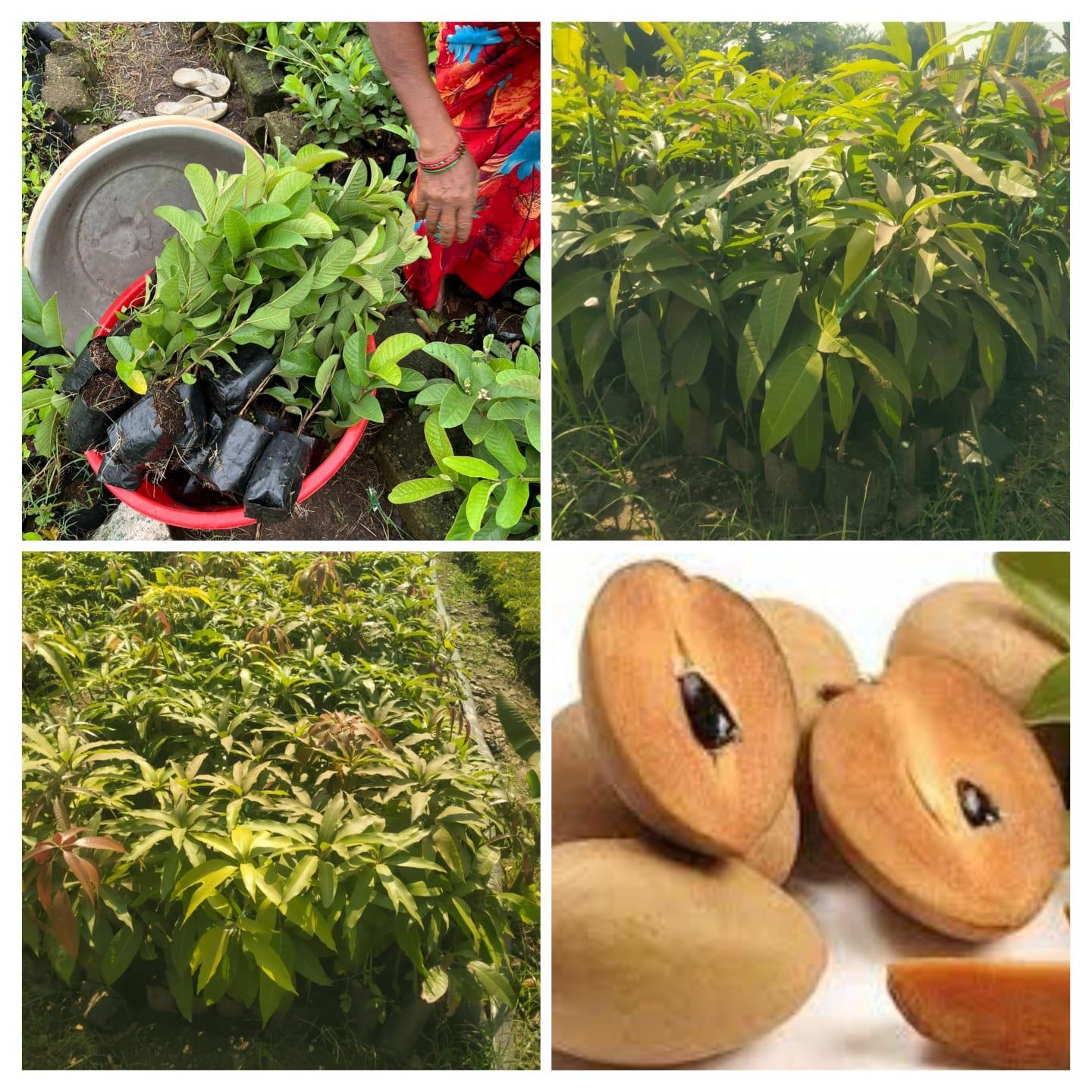 श्री साई नर्सरी