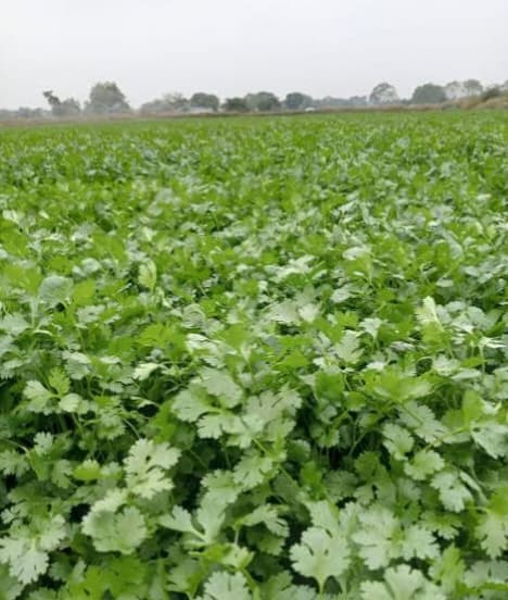 कोथिंबीर प्लॉट विकणे आहे!