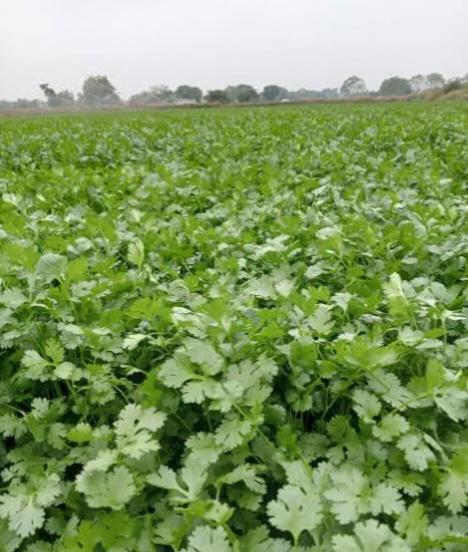 कोथिंबीर प्लॉट विकणे आहे!