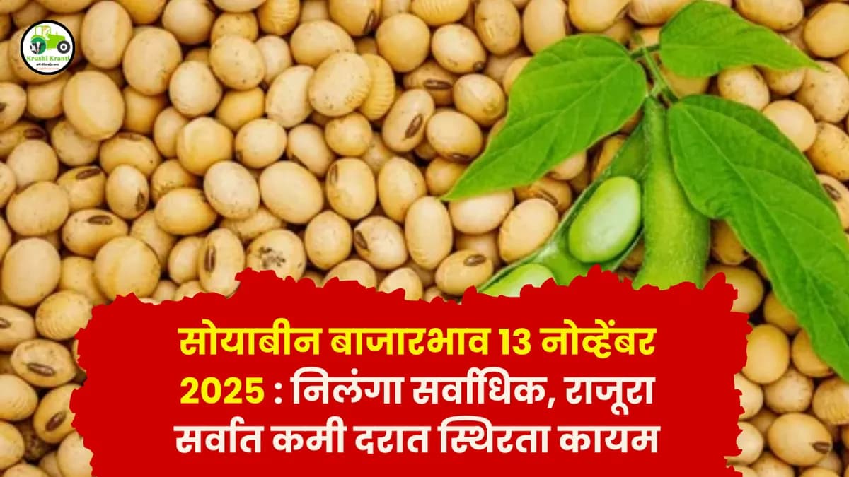 सोयाबीन बाजारभाव 13 नोव्हेंबर 2025 : निलंगा सर्वाधिक, राजूरा सर्वात कमी दरात स्थिरता कायम