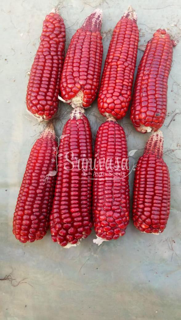 लाल मका बियाणे विकणे आहे