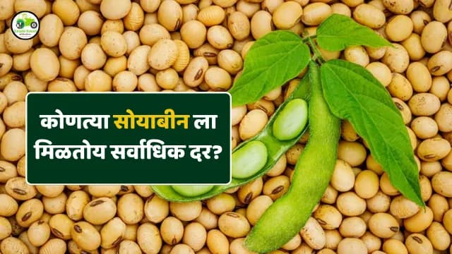 कोणत्या सोयाबीनला मिळतोय सर्वाधिक दर? आजचे सोयाबीन बाजारभाव १४ नोव्हेंबर २०२५