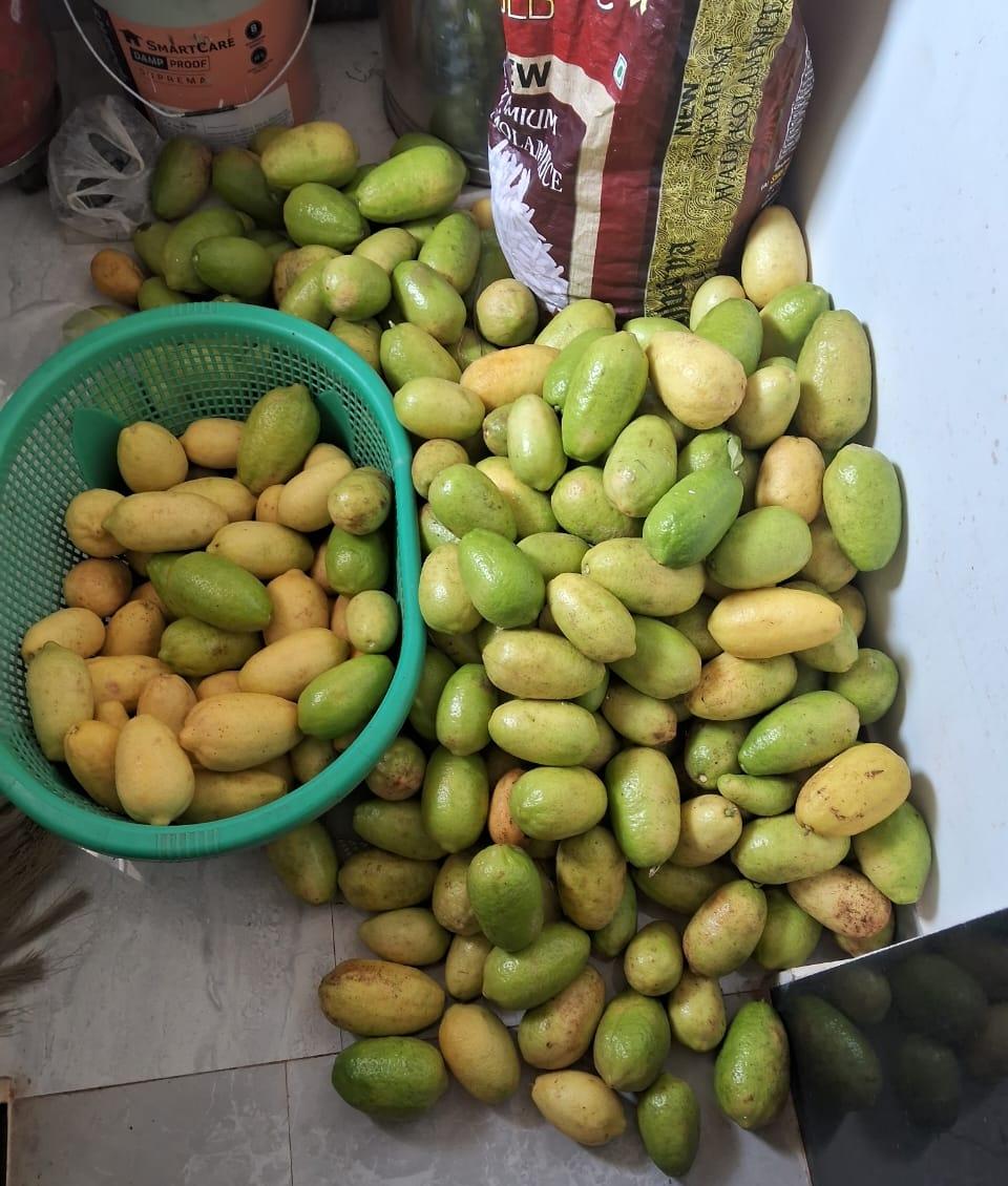 इटालियन लिंबू विक्रीसाठी उपलब्ध!