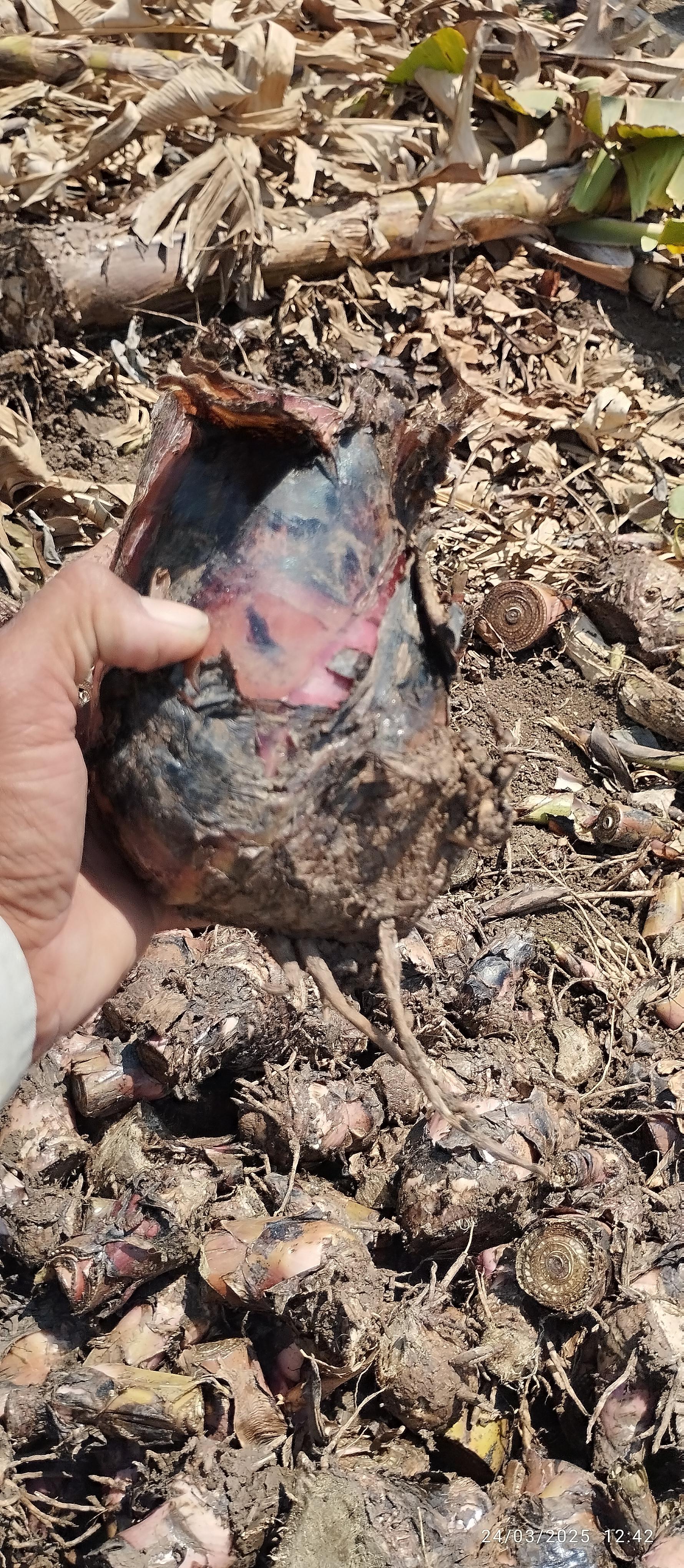 केळीचे कंद बेणे विकने आहे