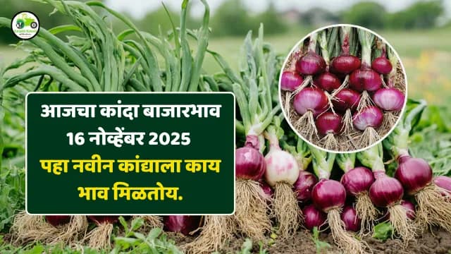 नवीन कांदा बाजार; 16 नोव्हेंबर 2025 रोजी महाराष्ट्रातील प्रमुख बाजार समित्यांतील आजचे दर