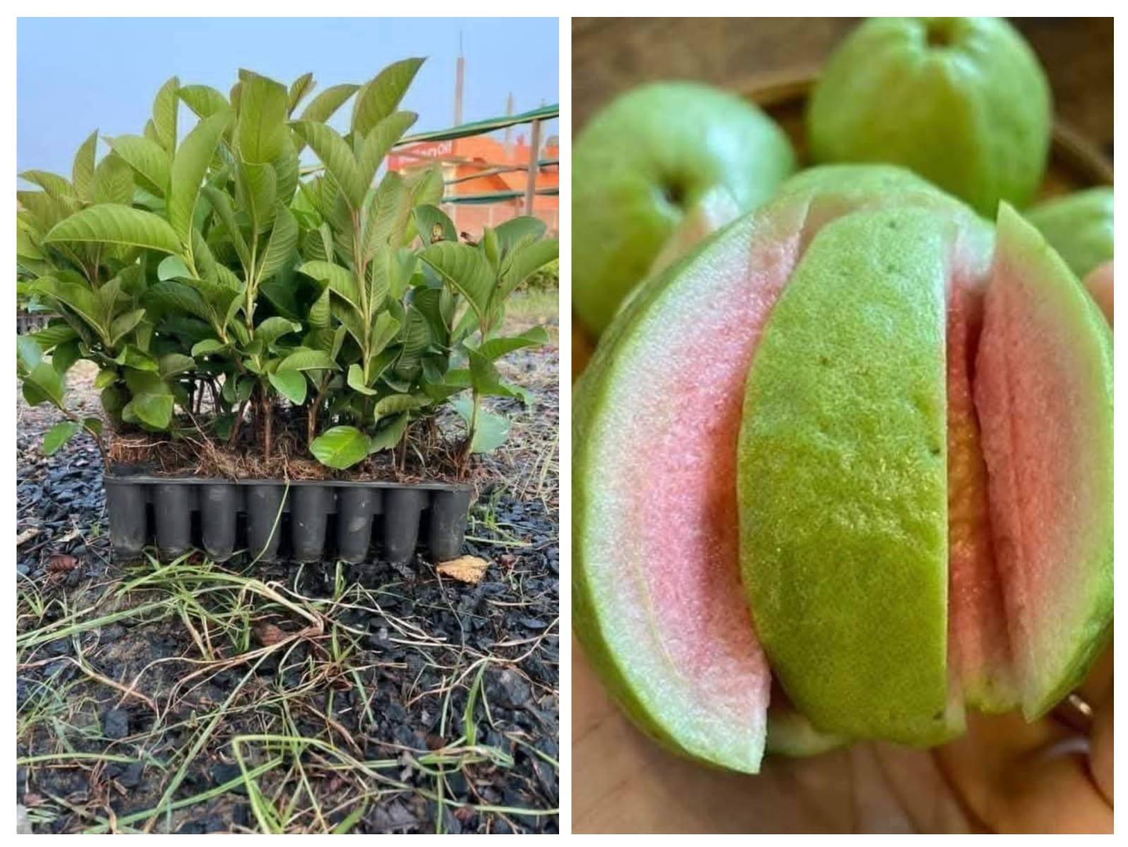 तैवान पिंक पेरू – फक्त 6 महिन्यात फलधारणा!