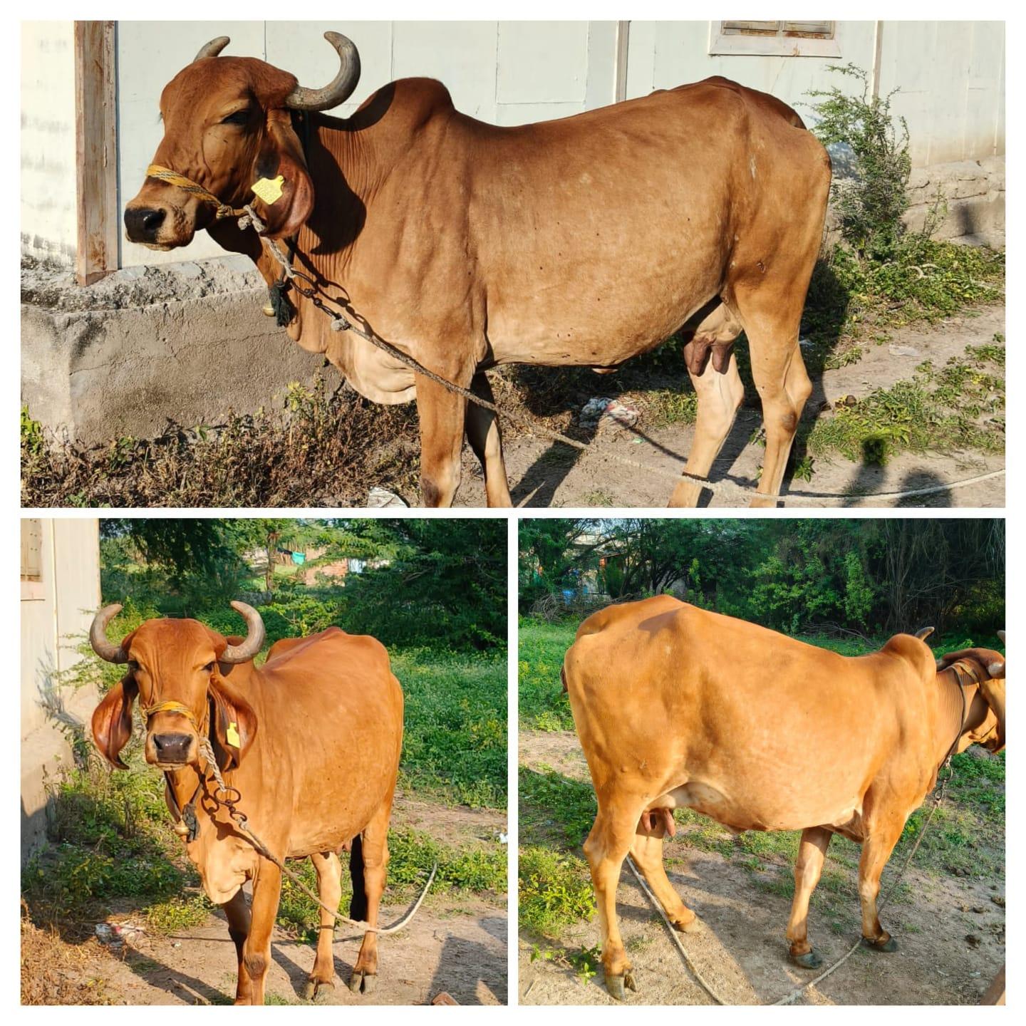 गीर गाय विकणे आहे, 