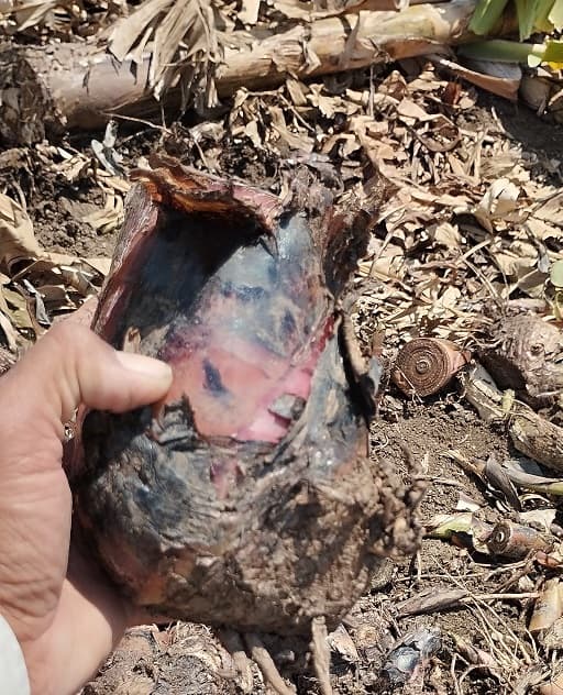 केळीचे कंद बेणे विकने आहे