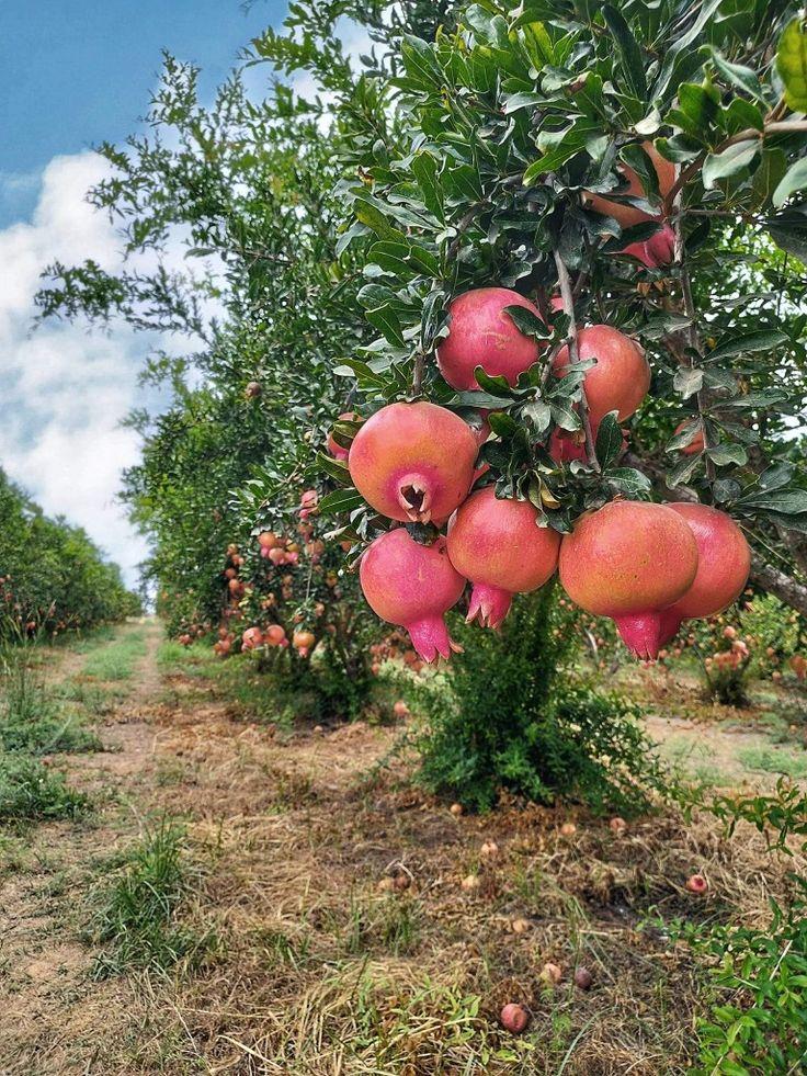 हरित क्रांती अग्रो कन्सल्टन्सी