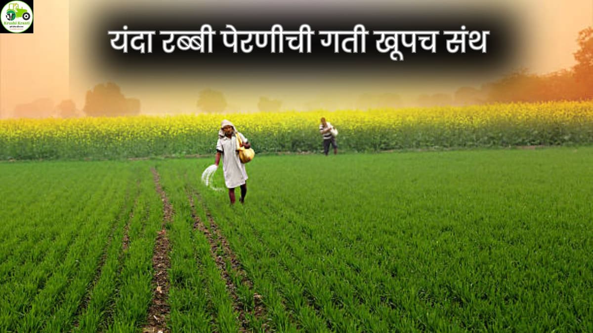 नोव्हेंबरमध्ये रब्बी पेरणी केवळ १६% गतवर्षीपेक्षा ६ लाख हेक्टरने घट