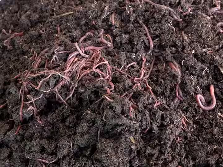 गांडुळ खत होलसेल दरात उपलब्ध