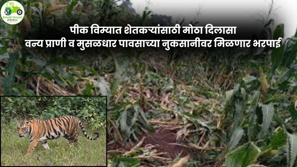 वन्य प्राणी व मुसळधार पावसामुळे झालेले नुकसान आता पीक विम्यातून भरून निघणार – खरीप 2026 पासून नवा नियम