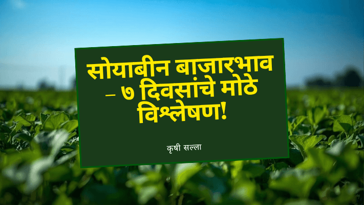 महाराष्ट्र सोयाबीन बाजारभाव: मागील ७ दिवसांचा सविस्तर विश्लेषण (12–19 नोव्हेंबर 2025)