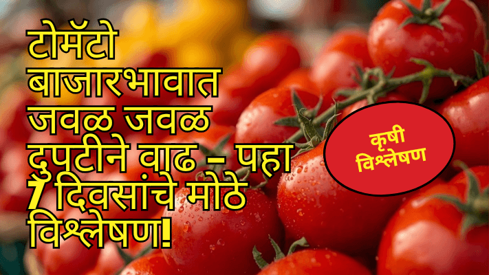 महाराष्ट्र टोमॅटो बाजारभाव: मागील 7 दिवसांचे संपूर्ण विश्लेषण (13–20 नोव्हेंबर 2025)