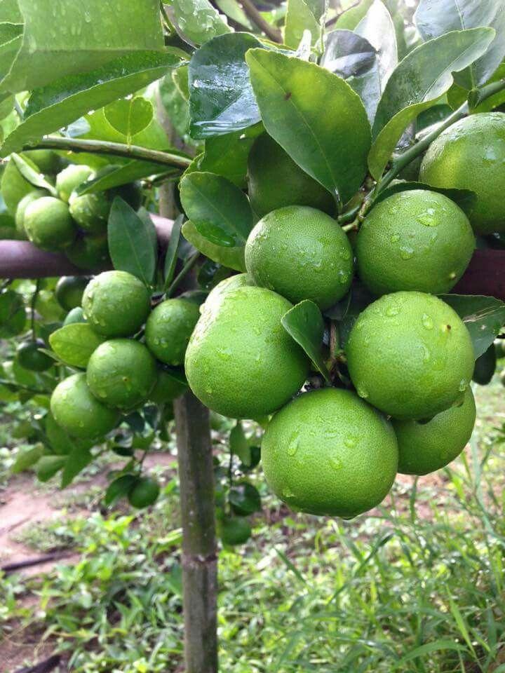 न्यू शेलार जातीची मोसंबी विकणे आहे