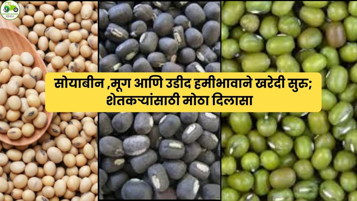 सोयाबीन, मूग आणि उडीद हमीभावाने खरेदी सुरू; शेतकऱ्यांना मोठा दिलासा!