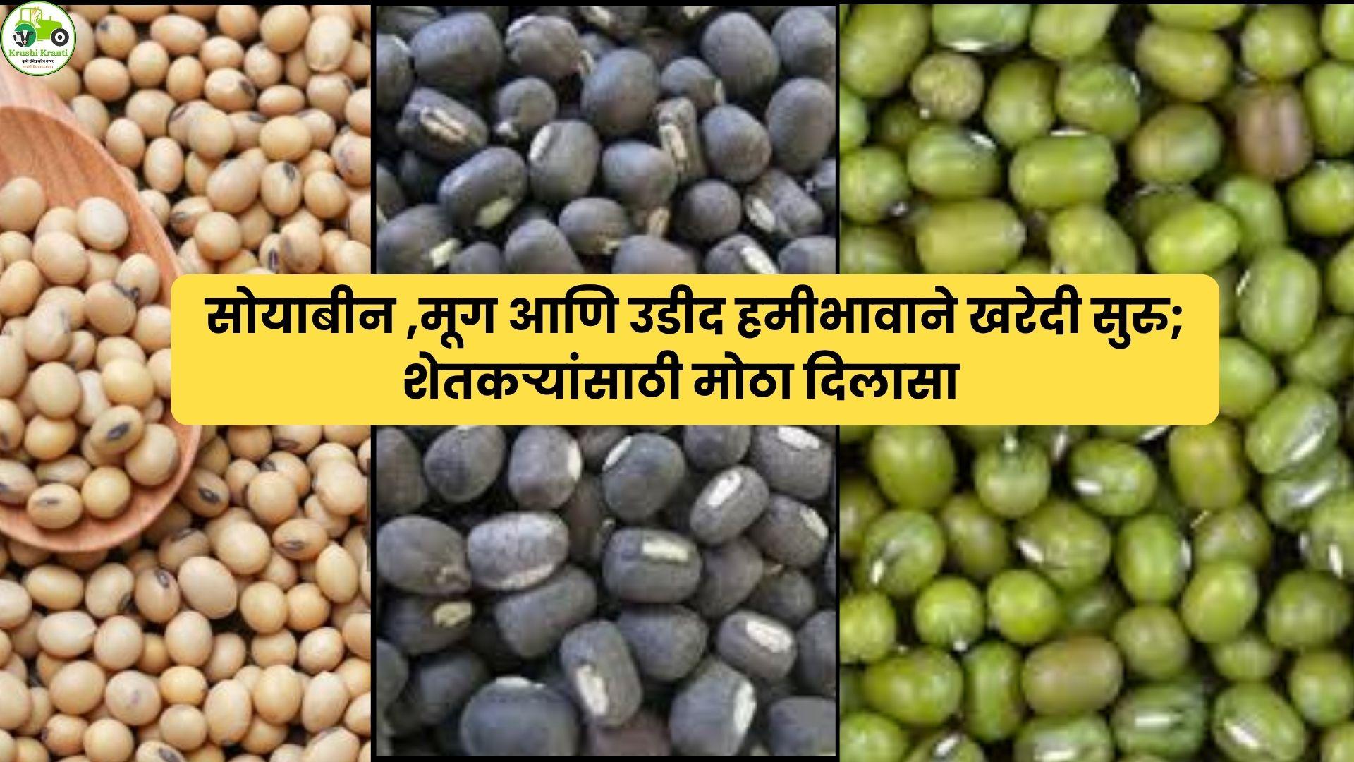 सोयाबीन, मूग आणि उडीद हमीभावाने खरेदी सुरू; शेतकऱ्यांना मोठा दिलासा!