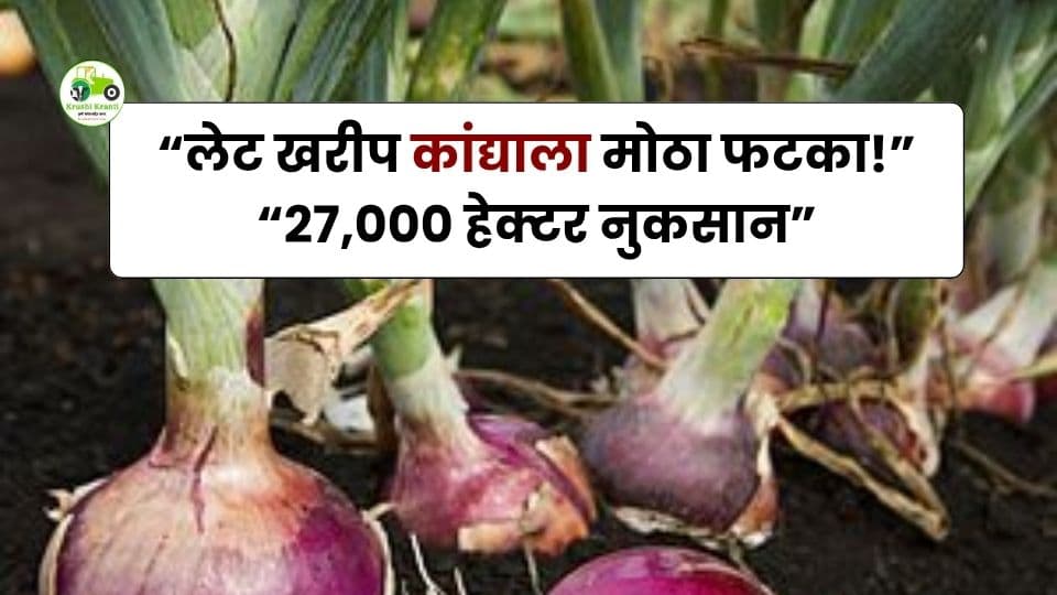 2025-26 लेट खरीप कांद्याला मोठा फटका: तालुकानिहाय नुकसान किती? पूर्ण अहवाल