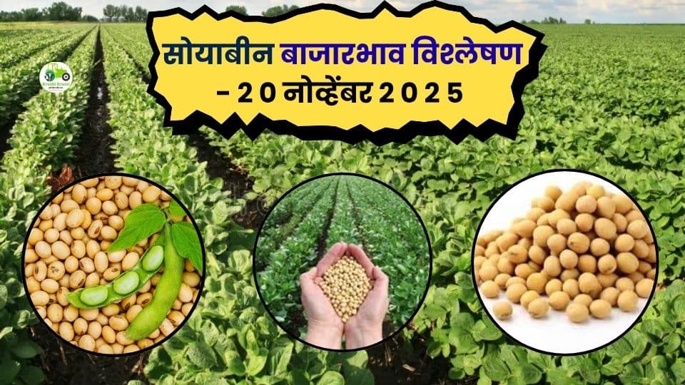 २० नोव्हेंबर सोयाबीन बाजारभाव विश्लेषण – जळकोट व सोनपेठमध्ये भावात मजबूत तेजी!
