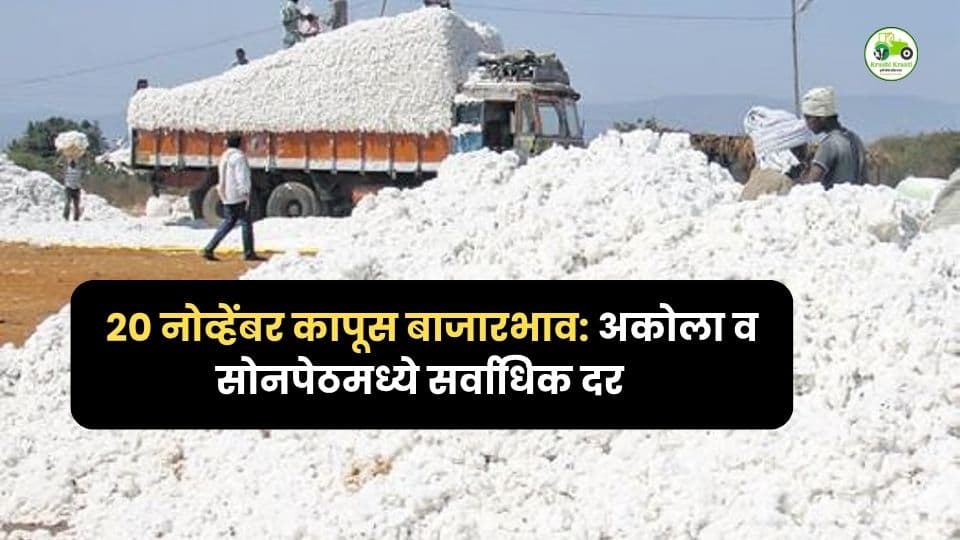 २० नोव्हेंबर कापूस बाजारभाव: अकोला व सोनपेठमध्ये सर्वाधिक भाव