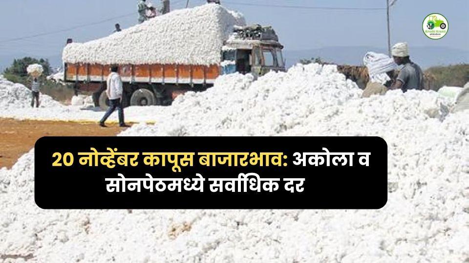 २० नोव्हेंबर कापूस बाजारभाव: अकोला व सोनपेठमध्ये सर्वाधिक भाव 