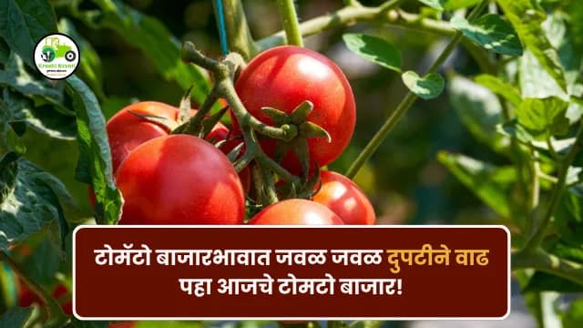 महाराष्ट्र टोमॅटो बाजारभाव: मागील 7 दिवसांचे संपूर्ण विश्लेषण (13–20 नोव्हेंबर 2025)