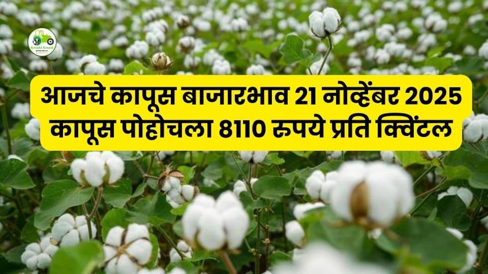 २१ नोव्हेंबर कापूस बाजारभाव: सिंदी(सेलू)मध्ये लांब स्टेपलला सर्वाधिक दर – सोनपेठमध्ये तेजी कायम!


