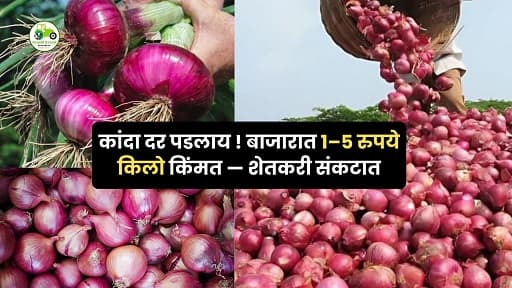 राज्यातील अनेक घाऊक बाजारांमध्ये कांद्याची किंमत थेट ₹1 ते ₹5 प्रति किलो इतकी खाली