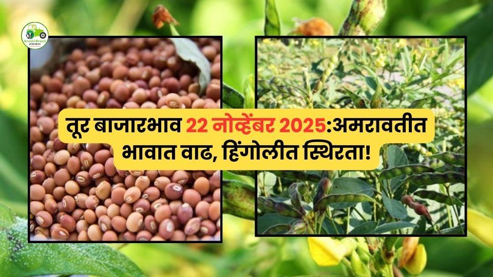 २२ नोव्हेंबर तूर बाजारभाव: अमरावतीत भावात वाढ, हिंगोलीत स्थिरता!