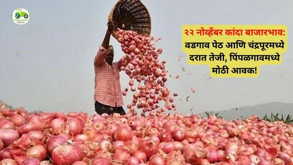 २२ नोव्हेंबर कांदा बाजारभाव: वडगाव पेठ आणि चंद्रपूरमध्ये दरात तेजी, पिंपळगावमध्ये मोठी आवक!
