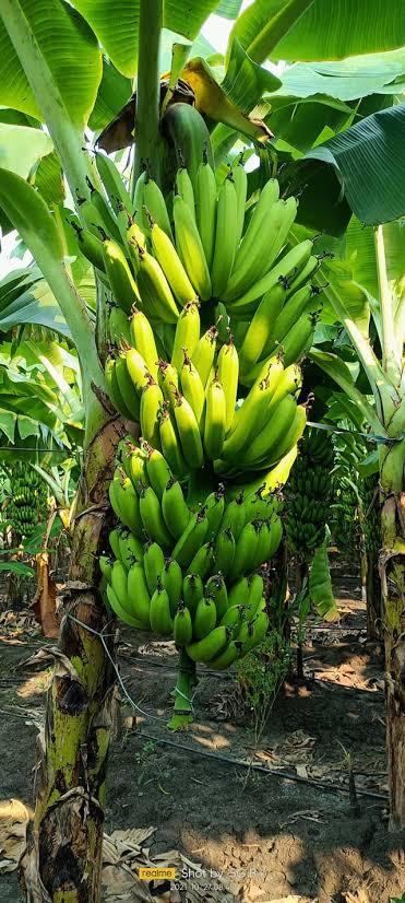 G9 केळी विकणे आहे