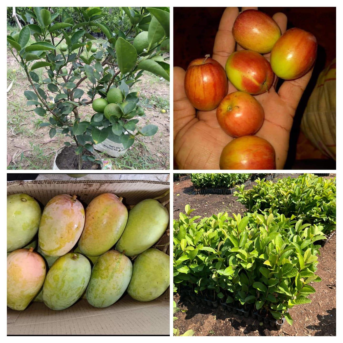 🌱 श्री साई नर्सरी – खात्रीशीर उत्कृष्ट रोपे आता उपलब्ध!