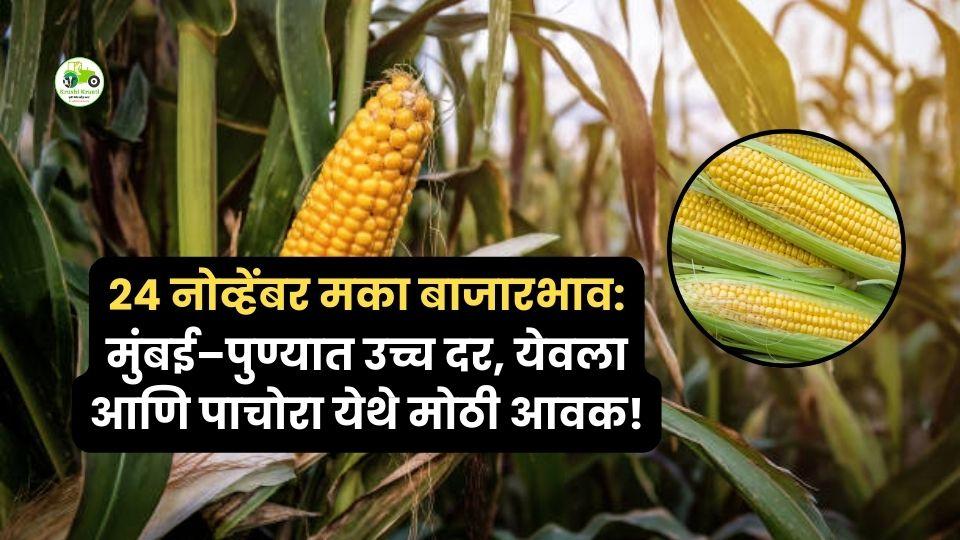 २४ नोव्हेंबर मका बाजारभाव: मुंबई–पुण्यात उच्च दर, येवला आणि पाचोरा येथे मोठी आवक!

