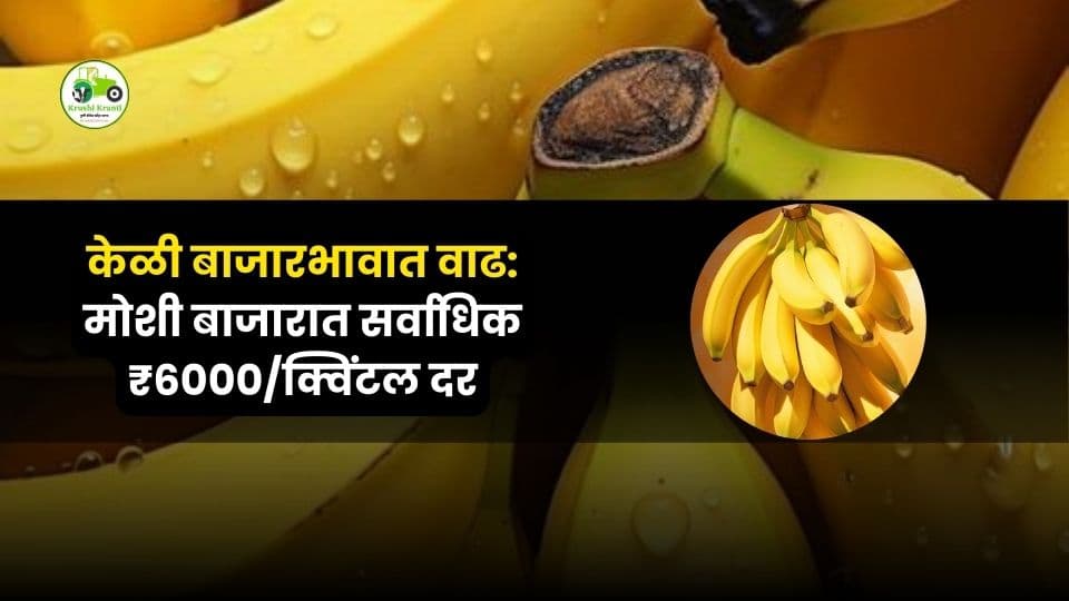 केळी बाजारभाव अपडेट: 24 नोव्हेंबर 2025 – भावात सुधारणा, मोशी मार्केटमध्ये सर्वोच्च दर