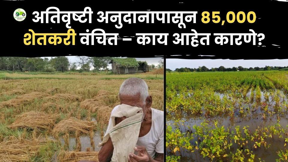 ८५ हजार शेतकरी अतिवृष्टी अनुदानापासून वंचित – नाराजी वाढली
