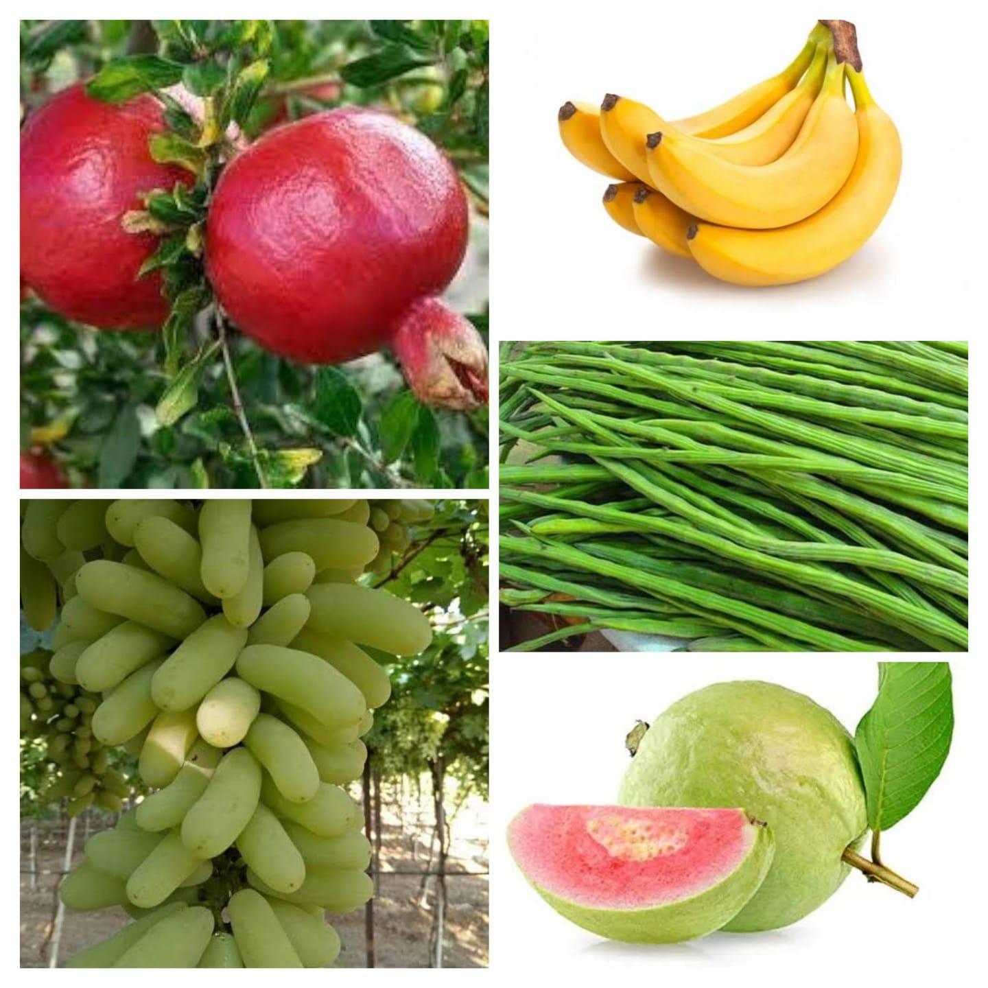 केळी, डाळिंब, द्राक्ष,पेरू, शेवगा, भेंडी, मिरची  पाहिजे