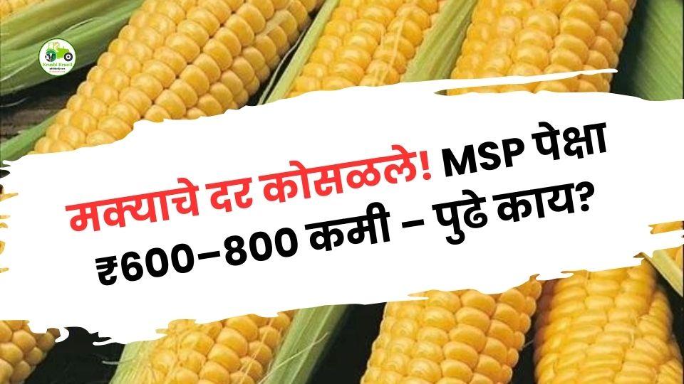 मक्याचे दर कोसळले! MSP पेक्षा ₹600–800 कमी – पुढे काय?
