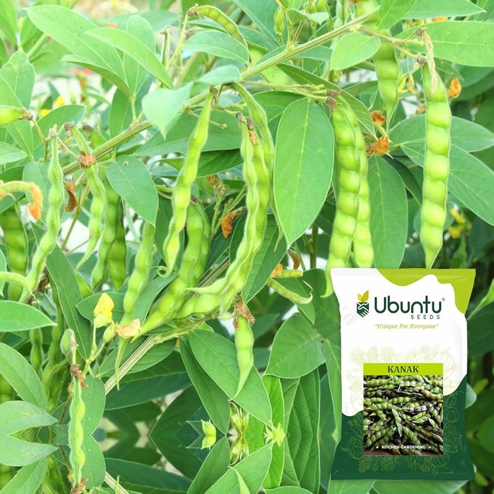 तूर विकणे आहे 