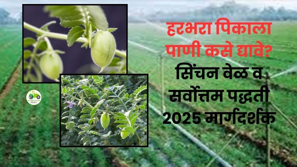 हरभरा पिकाचे सिंचन व्यवस्थापन: कधी, किती आणि कोणती पद्धत सर्वोत्तम?