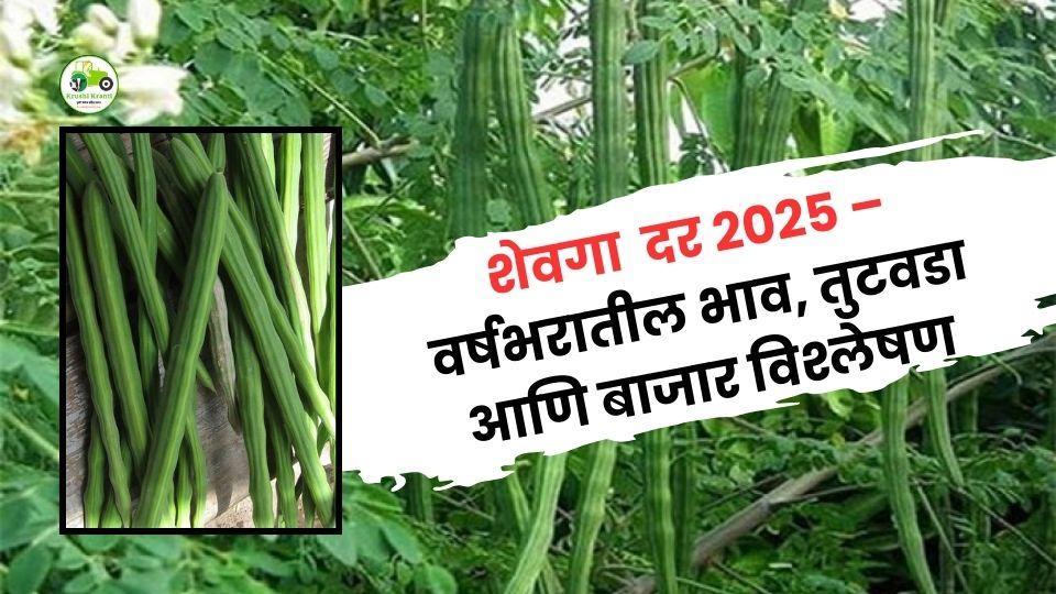 शेवग्याच्या दरात विक्रमी उसळी! APMC मुंबईतील वर्षभरातील दर, आवक आणि सध्याची संकटस्थिती