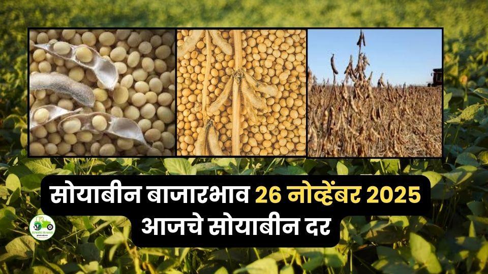 २६ नोव्हेंबर सोयाबीन बाजारभाव: लातूरची प्रचंड आवक, जालना व सिंदी(सेलू)मध्ये उच्च दर!

